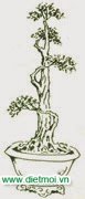 24 thế cây bonsai cây cảnh cổ truyền và hiện đại phổ biến nhất