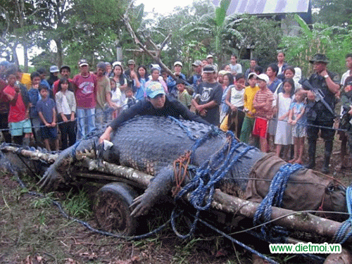 Cá sấu to lớn nhất thế giới