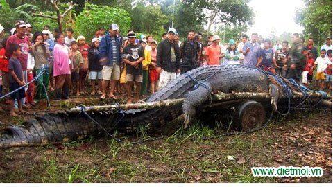 Cá sấu to lớn nhất thế giới