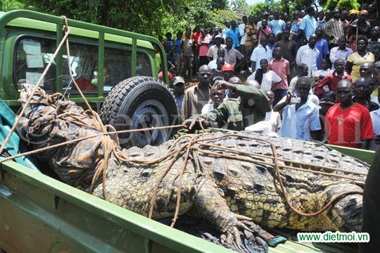 Cá sấu lớn nhất thế giới