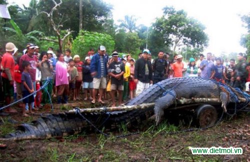 Cá sấu lớn nhất thế giới