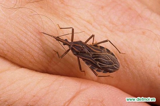 Diệt bọ xít hút máu để phòng bệnh Chagas