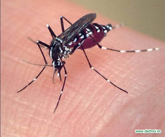 Các bệnh nguy hiểm do côn trùng gây ra, đặc biệt là muỗi.