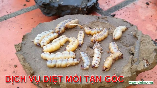 Dịch vụ diệt mối tại nhà