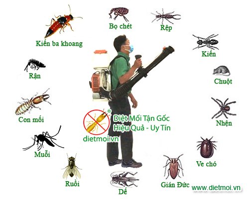 Dịch vụ diệt côn trùng ruồi, muỗi, kiến, gián uy tín tại hà nội