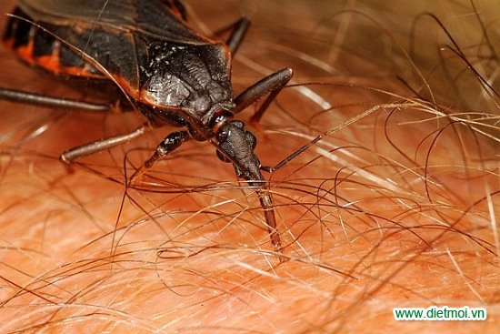 Diệt bọ xít hút máu để phòng bệnh nguy hiểm