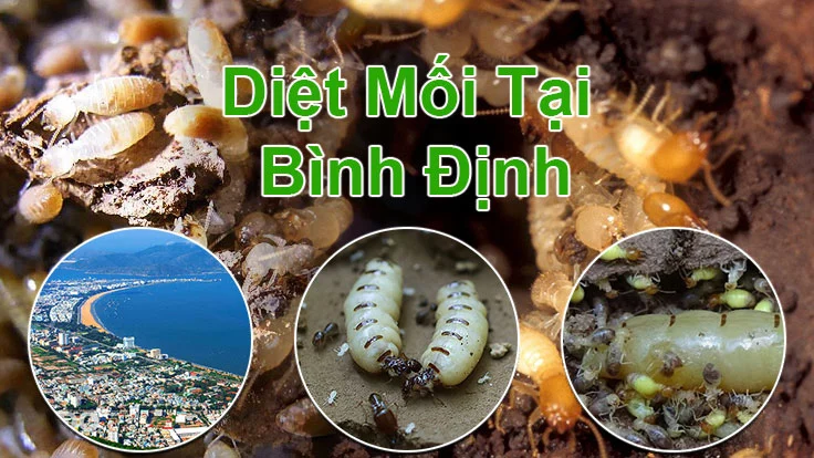 diet moi tan goc tai Quy Nhơn - Bình Định