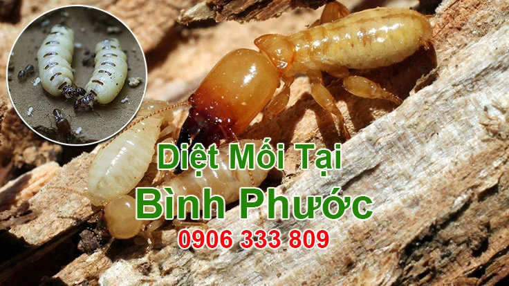Diet moi tai Binh Phuoc