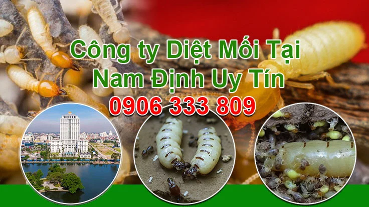Diet moi tan goc tai Nam Dinh