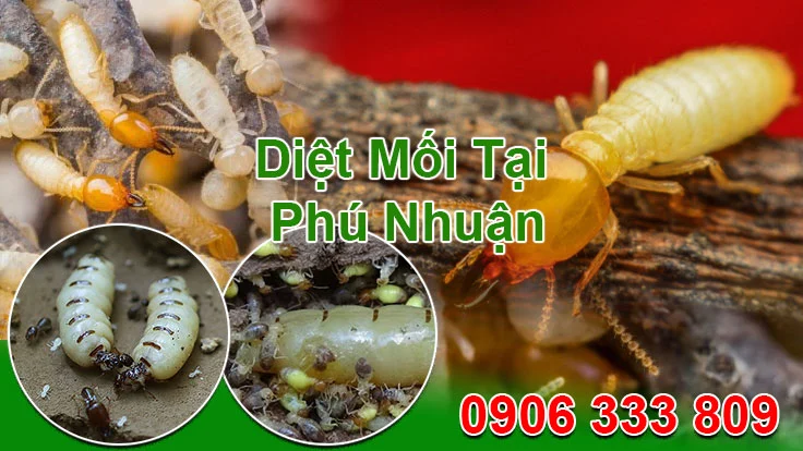 Diet Moi Tan Goc Tai Phu Nhuan