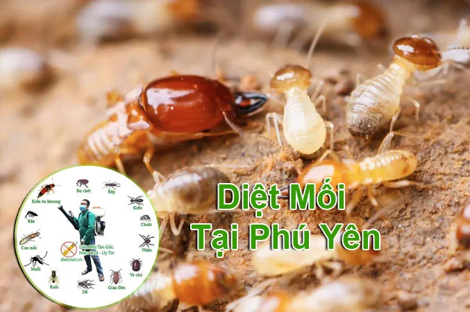 Diet Moi Tan Goc Tai Phu Yen