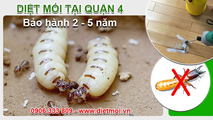 Diet Moi Tan Goc Tai Quan 4