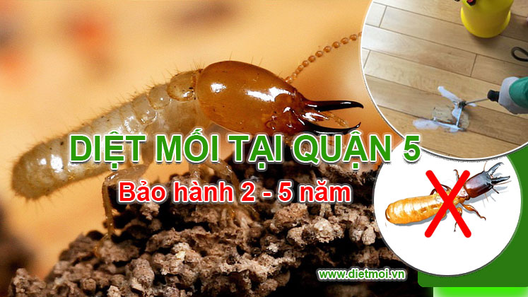 Diet moi tai quan 5