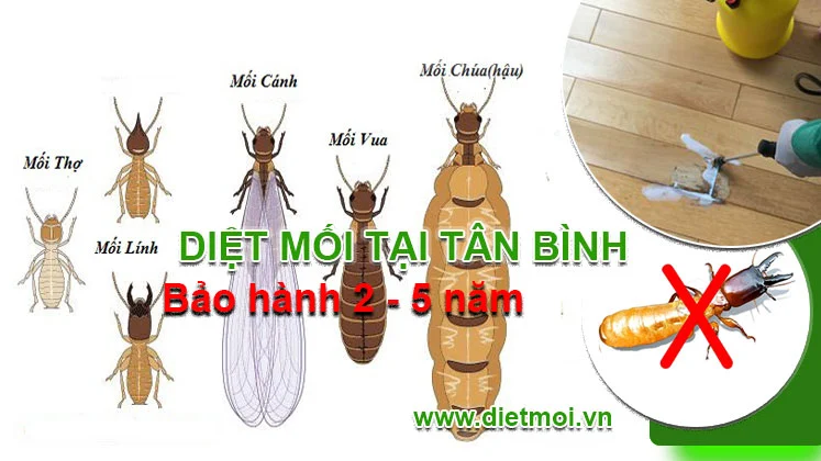 Diet Moi Tai Tan Binh