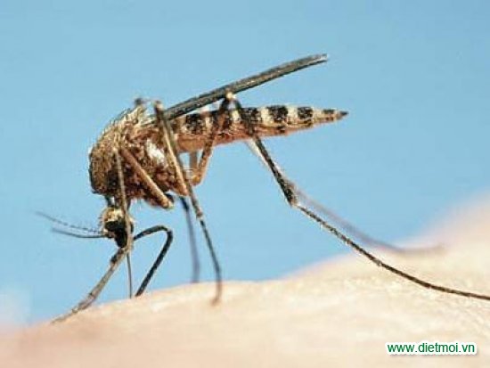 Dịch vụ diệt muỗi - bán thuốc diệt muỗi