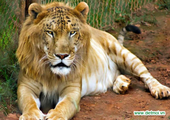 10 loài động vật lai đẹp lạ nhất thế giới