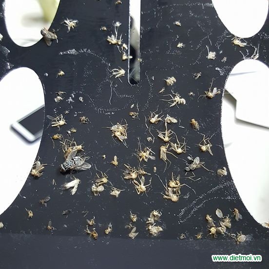 Hình ảnh côn trùng bay bị đèn diệt côn trùng bắt dính khi gỡ tấm keo ra