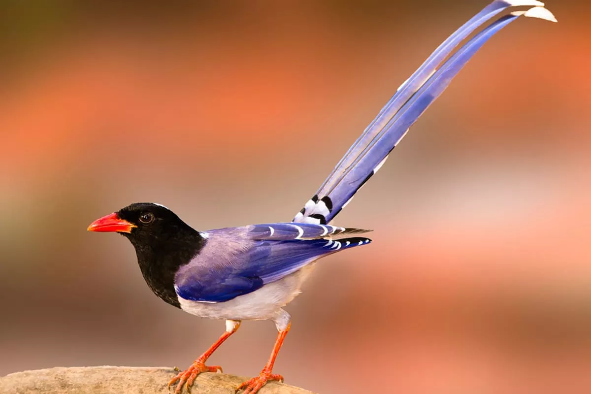 15 bức ảnh tuyệt đẹp về những loài chim hoang dã