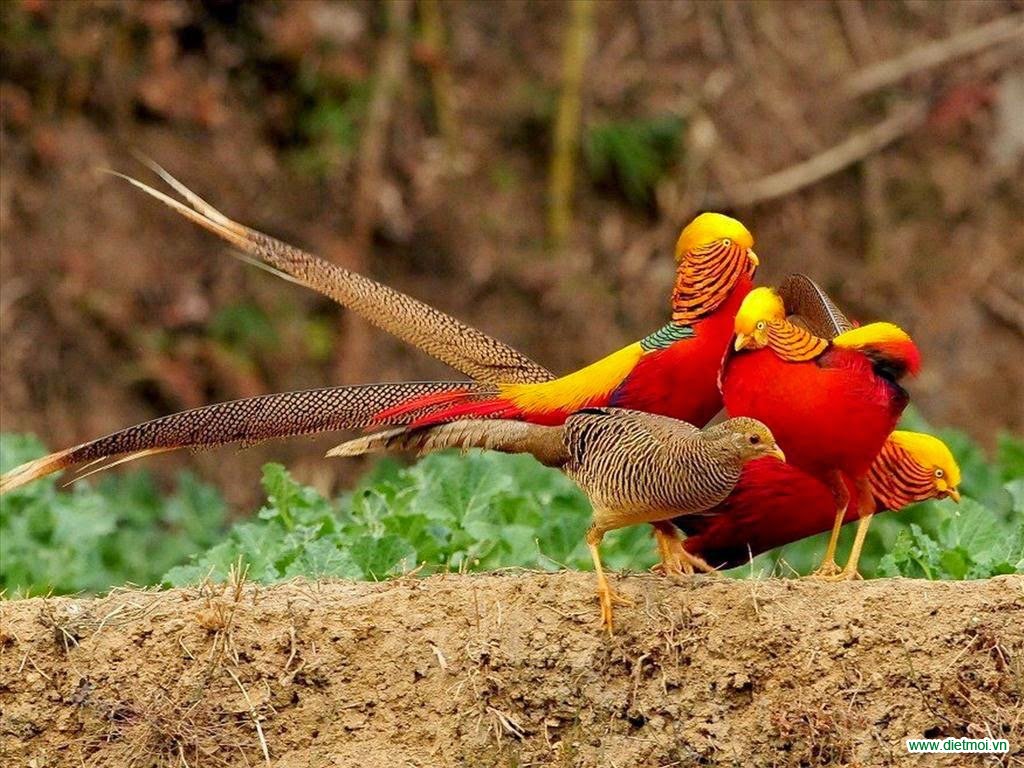 Chim trỉ đỏ nhiều màu sắc đệp mê lòng người