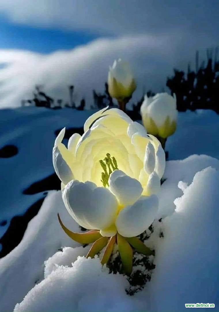 Thiên nhiên khắc nghiệt mà cây vẫn nở hoa trên tuyết