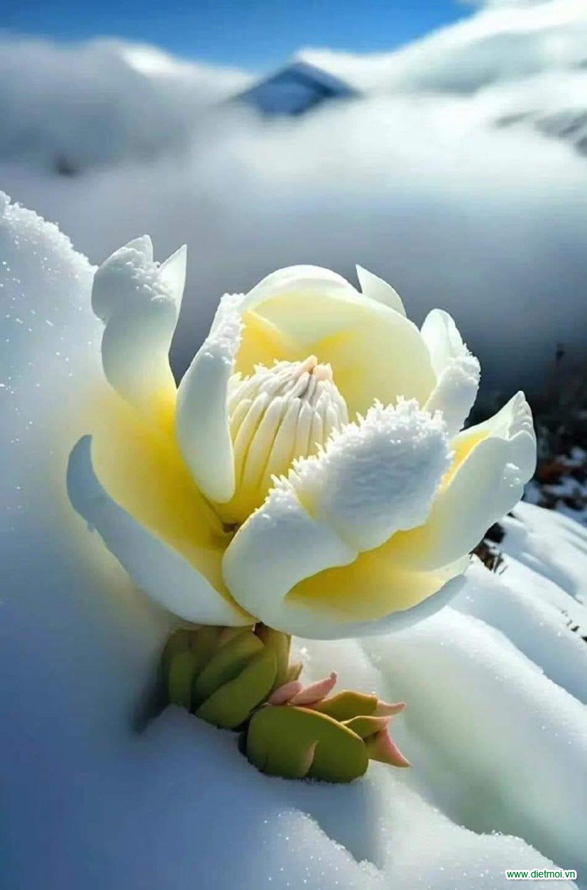 Dưới lớp tuyết lạnh giá có một cây nở hoa