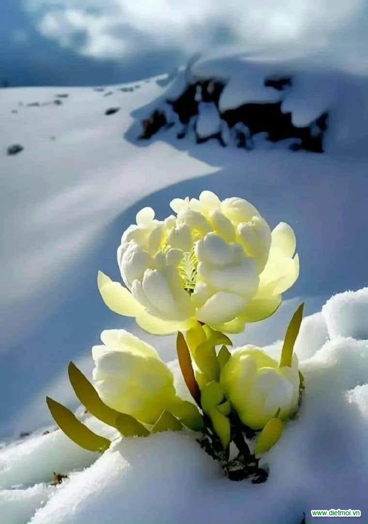 Hình ảnh hoa nở trên tuyết lạnh làm mê lòng người
