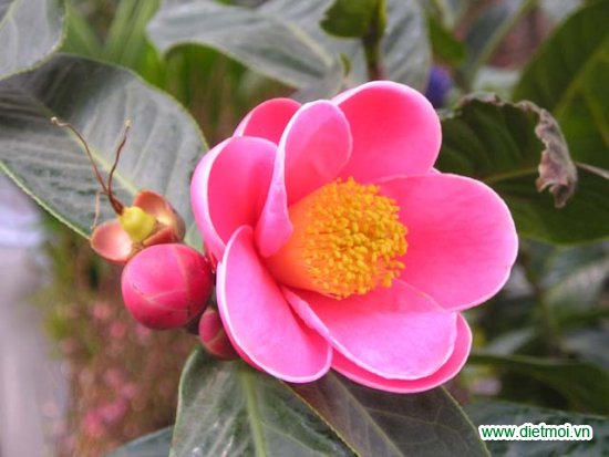 10 loài hoa đẹp cho những ngày tết bính thân 2016