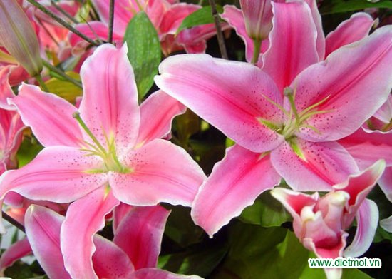 10 loài hoa đẹp cho những ngày tết bính thân 2016