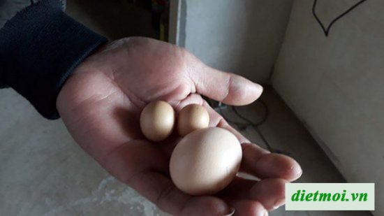 Gà trống đẻ trứng ở Nghệ An