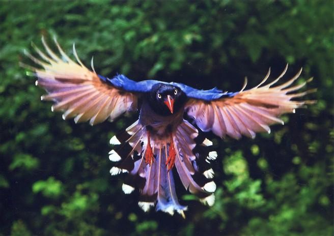 10 hình ảnh về chim Phượng Hoàng đẹp me lòng người