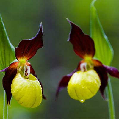 10 loài hoa đẹp và hiếm gặp nhất thế giới