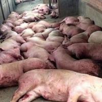 Cách nhận biết thịt nhiễm dịch tả lợn châu phi đơn giản nhất
