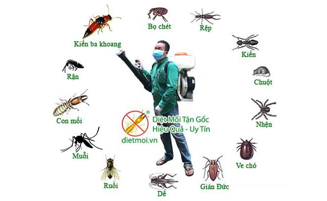 Công ty diệt côn trùng tại Quảng Ninh