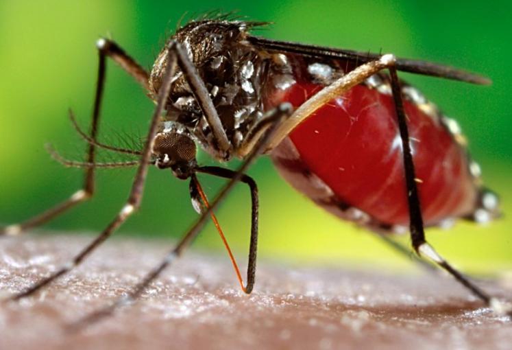 Muỗi đốt làm lây bệnh sốt xuất huyết