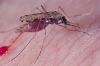 Dịch vụ diệt muỗi tại Đồng Nai uy tín hiệu quả cao