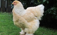 Gà khổng lồ 20kg là giống gà to nhất thế giới