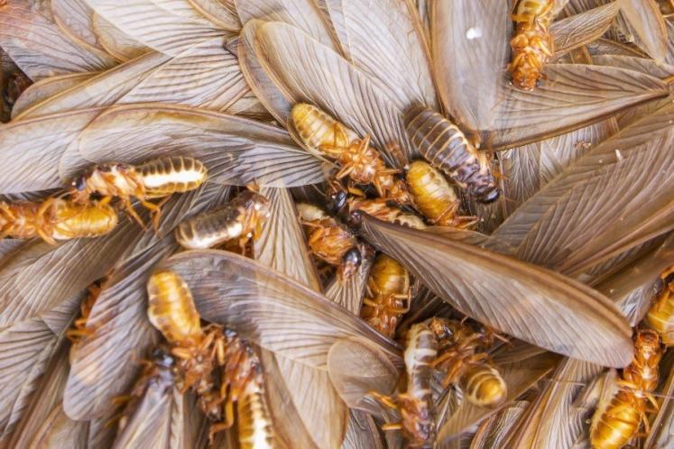 Video giới thiệu công ty diệt mối diệt côn trùng Trần Anh